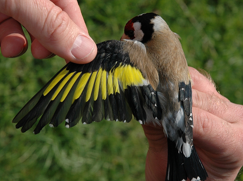 European Goldfinch, Digrans 20060506